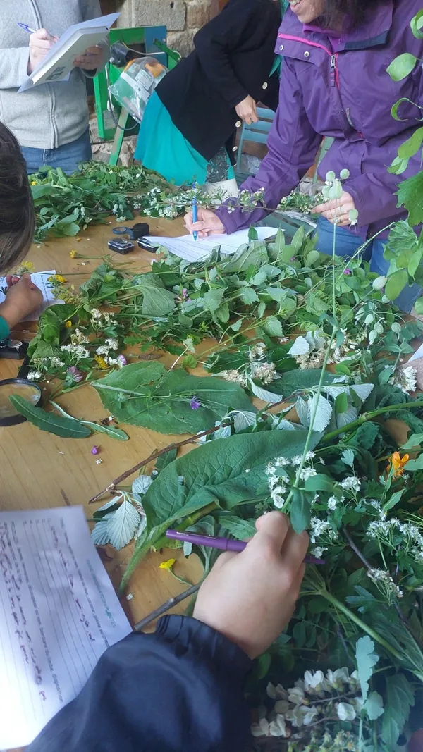 Balades gourmandes à la découverte des plantes sauvages - L'Automnal gourmand