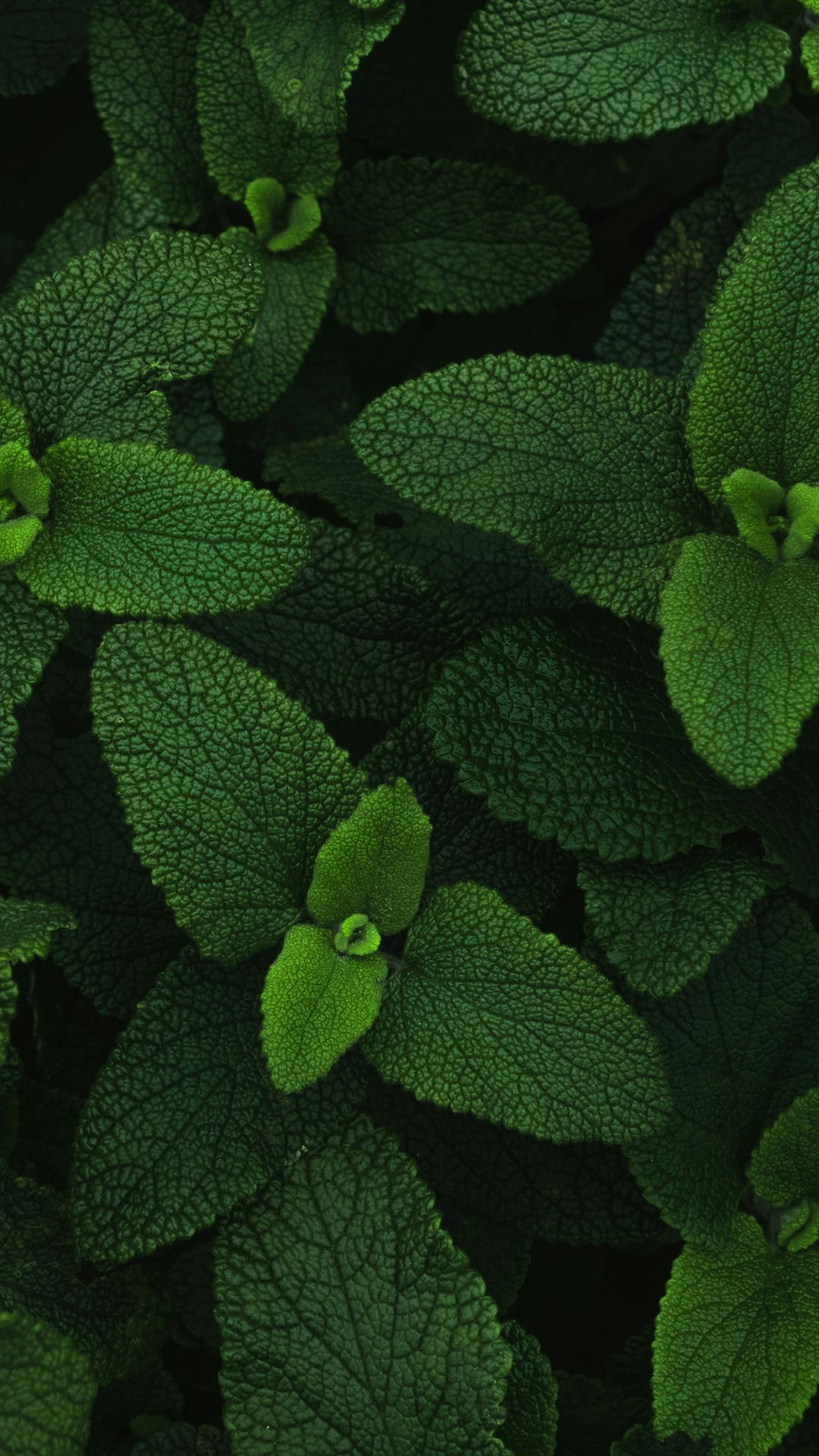 Les Mardis Plantes & Santé - Les Échappées Estivales®