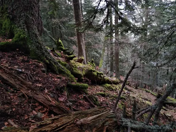 Exposition Sylvae "De sève et d'écorce, éloges des vieilles forêts"