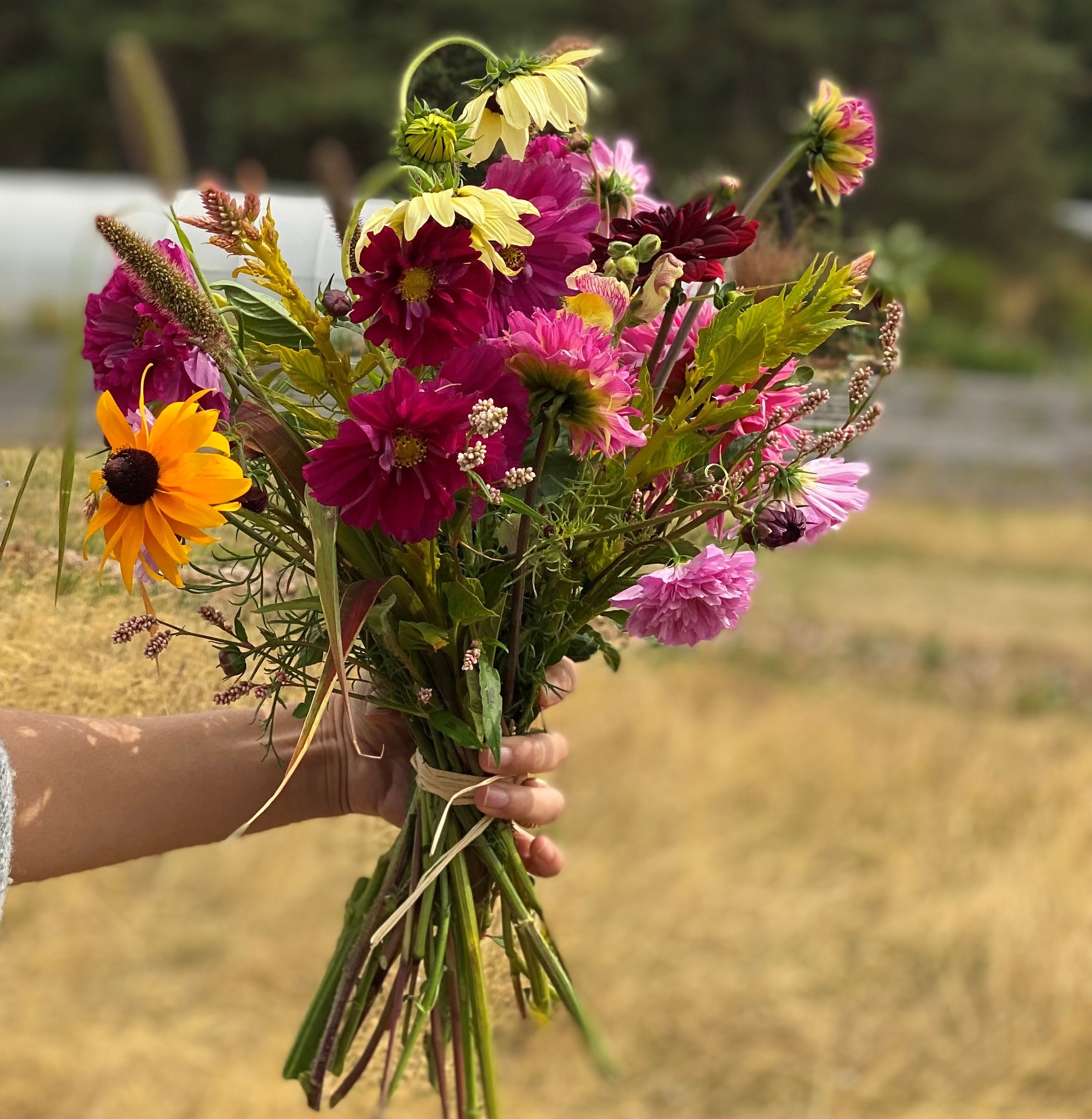 visite et confection d'un bouquet à la ferme florale ROSEBUD