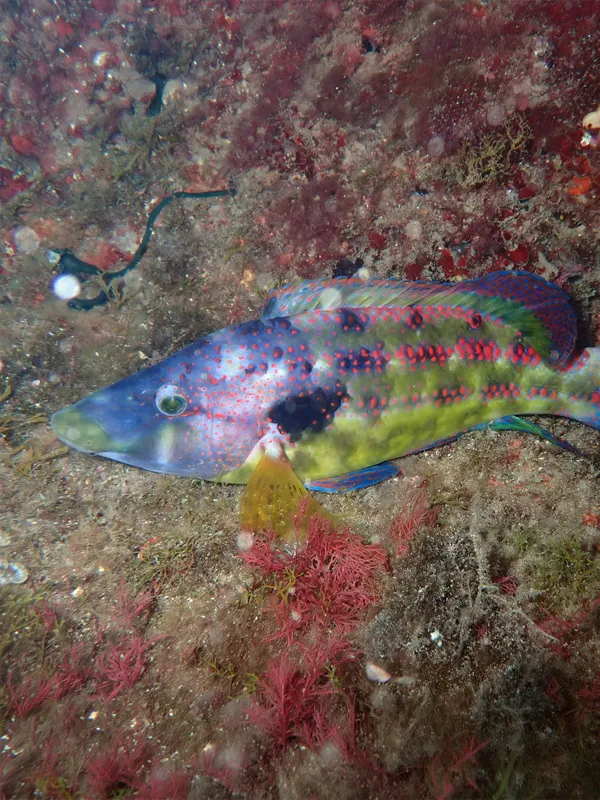 Biodiversité marseillaise, entre mer et collines