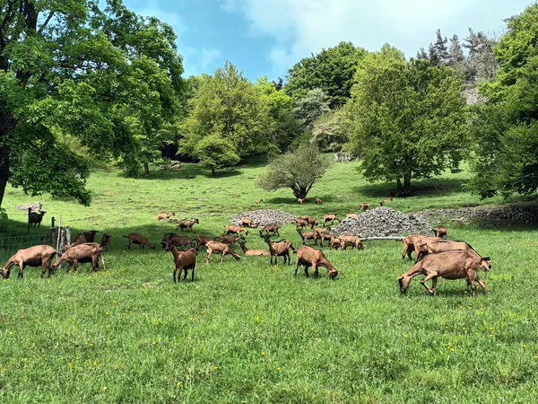 Visite Ferme de La Louvèche