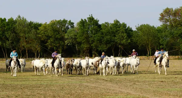 À la rencontre du cheval Camargue - Manade Puig