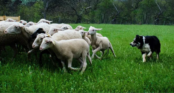 Visite à la ferme, démonstration de chiens de troupeaux - "Les Bergers des Chaupous"