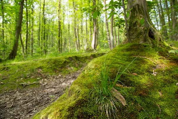 Visite guidée : L'Hautil, son massif forestier et son étonnante biodiversité