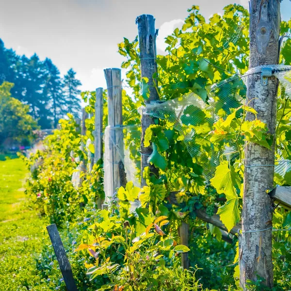 Visite et dégustation au domaine Clos du Paradis