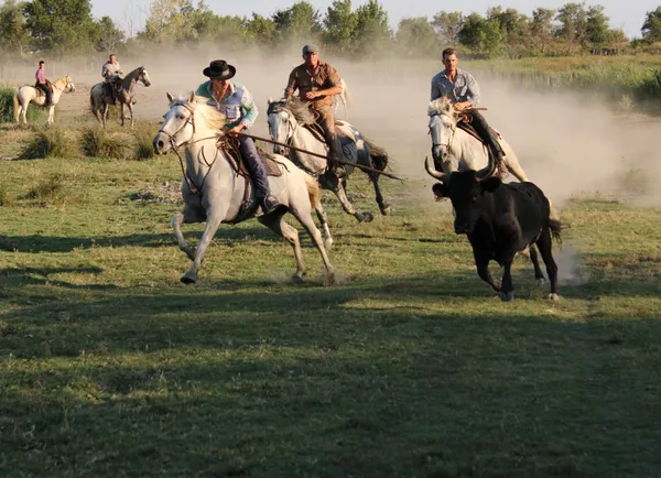 Veillées Camarguaises - Manade Martini