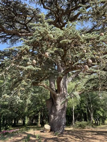 Journées Européennes du Patrimoine - Balade autour des arbres remarquables