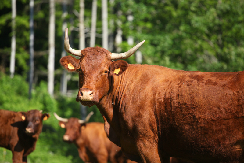 De ferme en ferme