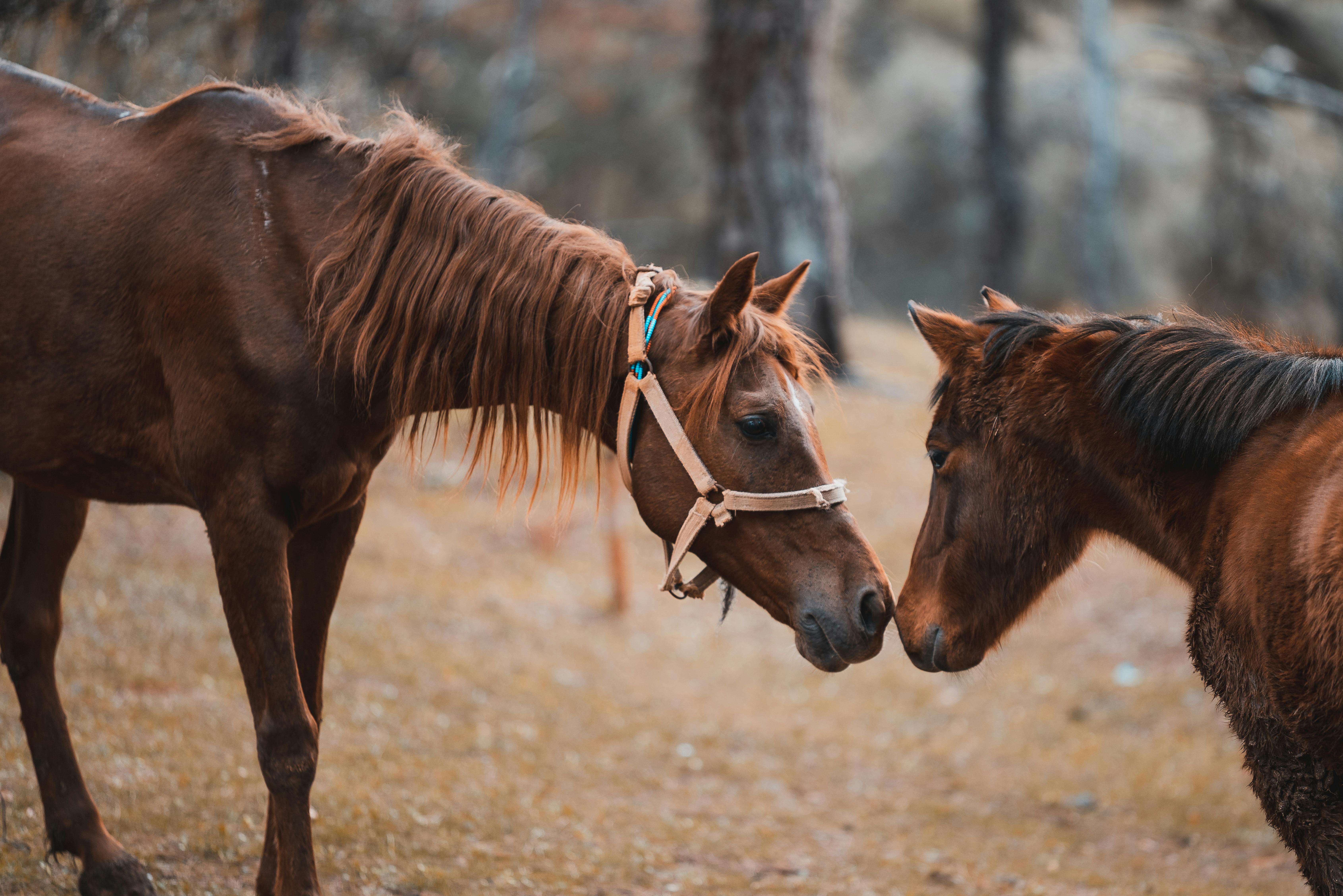 Stage dans la peau d'un cowboy ou cowgirl