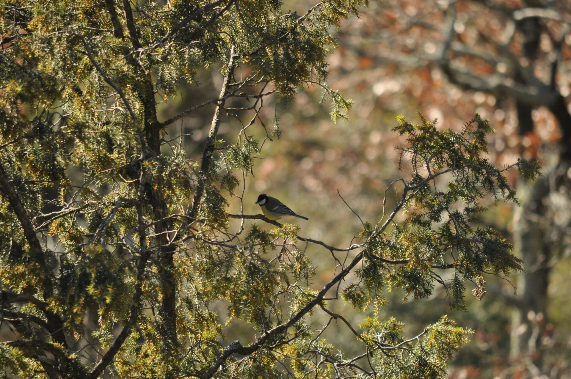 Causerie sur le chant des oiseaux