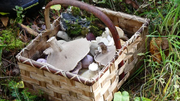 L'Automnal du champignon - L'Automnal gourmand