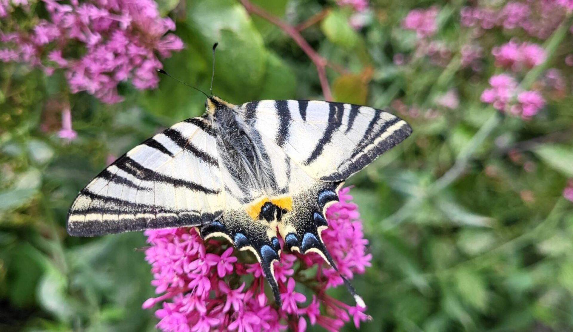 Atelier nature au jardin : Herbes folles