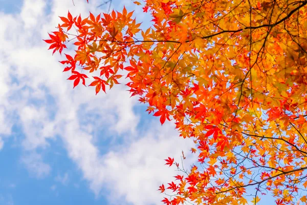 Balade nature : couleurs d'automne