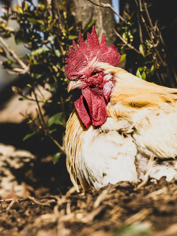 Découverte de la ferme pédagogique Le Collet des Comtes