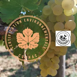 Visite Domaine Léonard Pineau Cognac