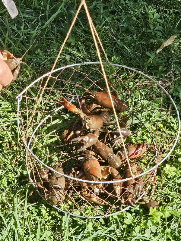 Pêche à l'écrevisse
