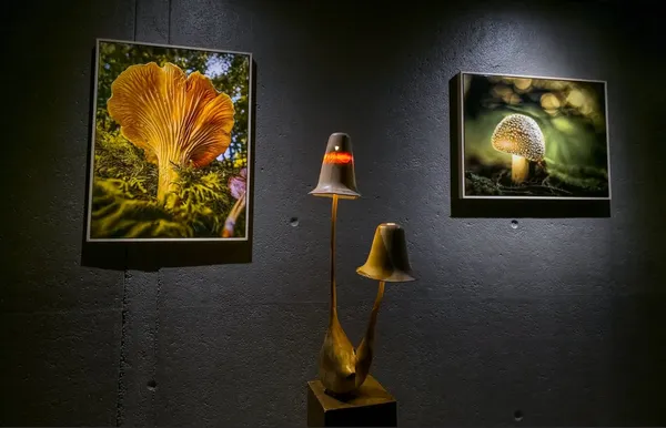 Visite commentée de l'exposition photo champignons