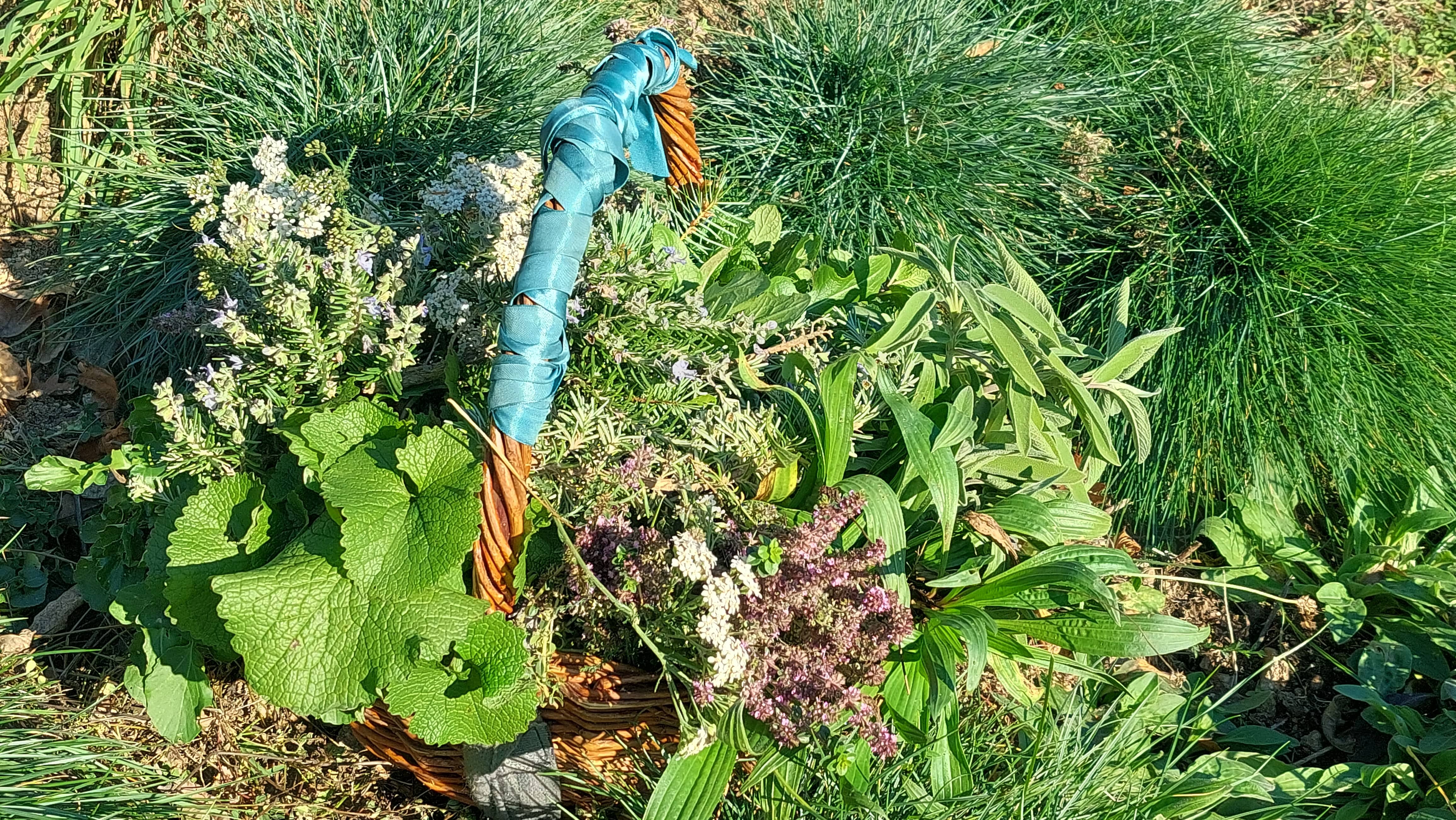 Stage "Découverte des plantes sauvages comestibles et medicinales" (1, 2 ou 3 jours)