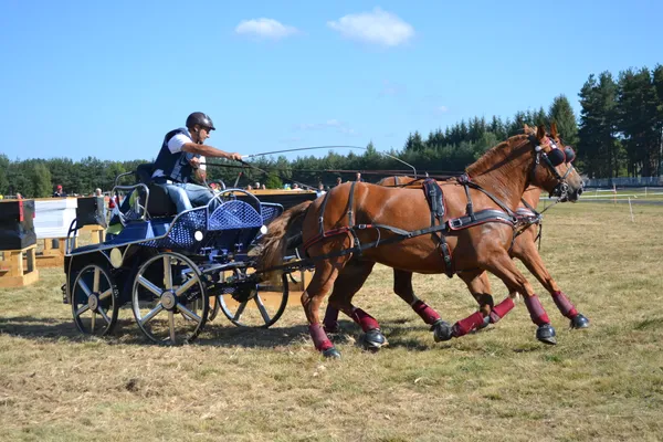 Concours National d'Attelage
