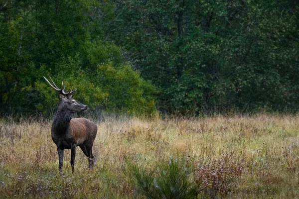 Sortie Brame du cerf - COMPLET - Animation Nature