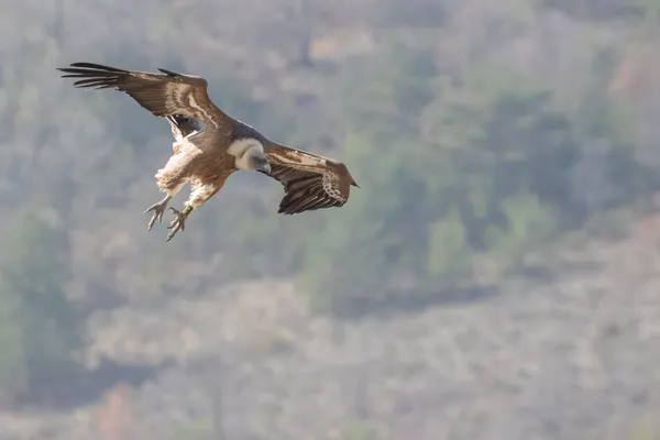 Rencontre nature : Animation rapaces