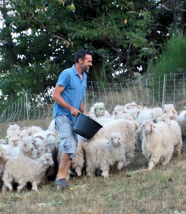 Découvrez un élevage de chèvres Angora et leur toison en Mohair - Les Échappées Estivales®