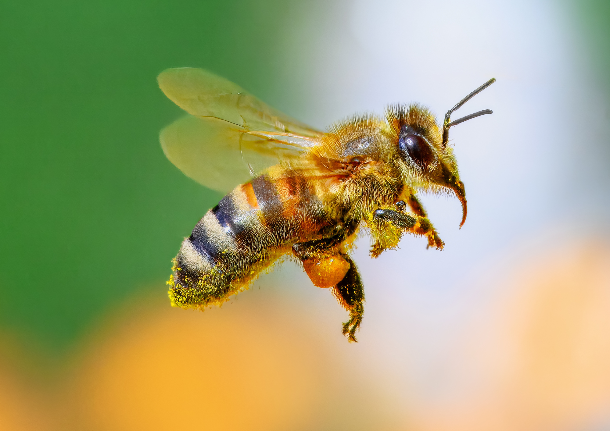 Fête de la science 2026 : La vie des abeilles