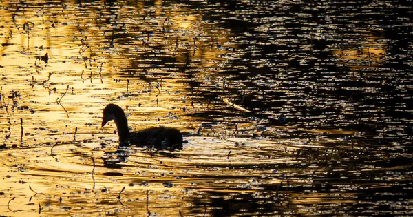 Veillée nature : Miroir, Ô mon Miroir