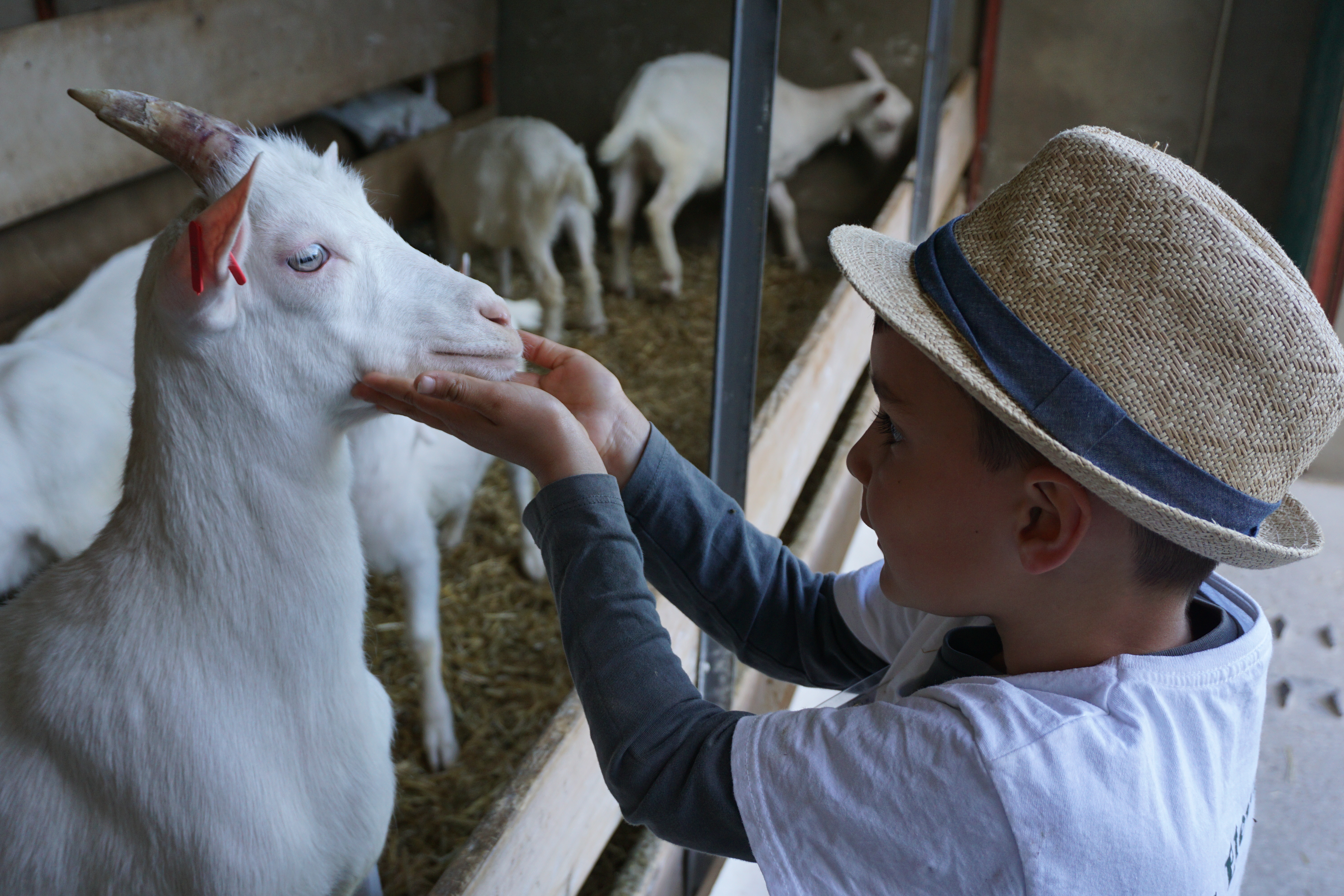 De ferme en ferme : visite de l'élevage du Serre