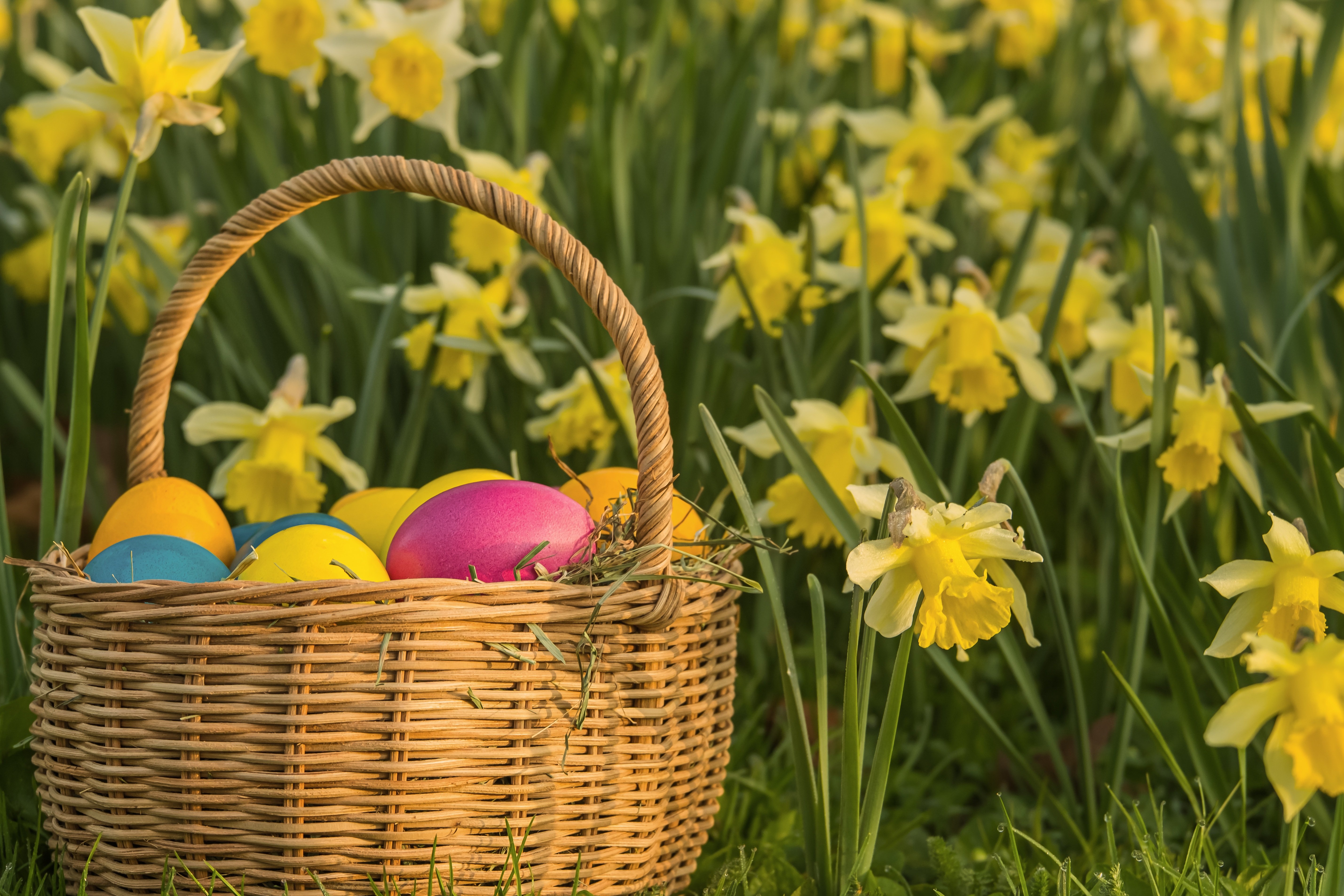 Chasse aux oeufs des petits