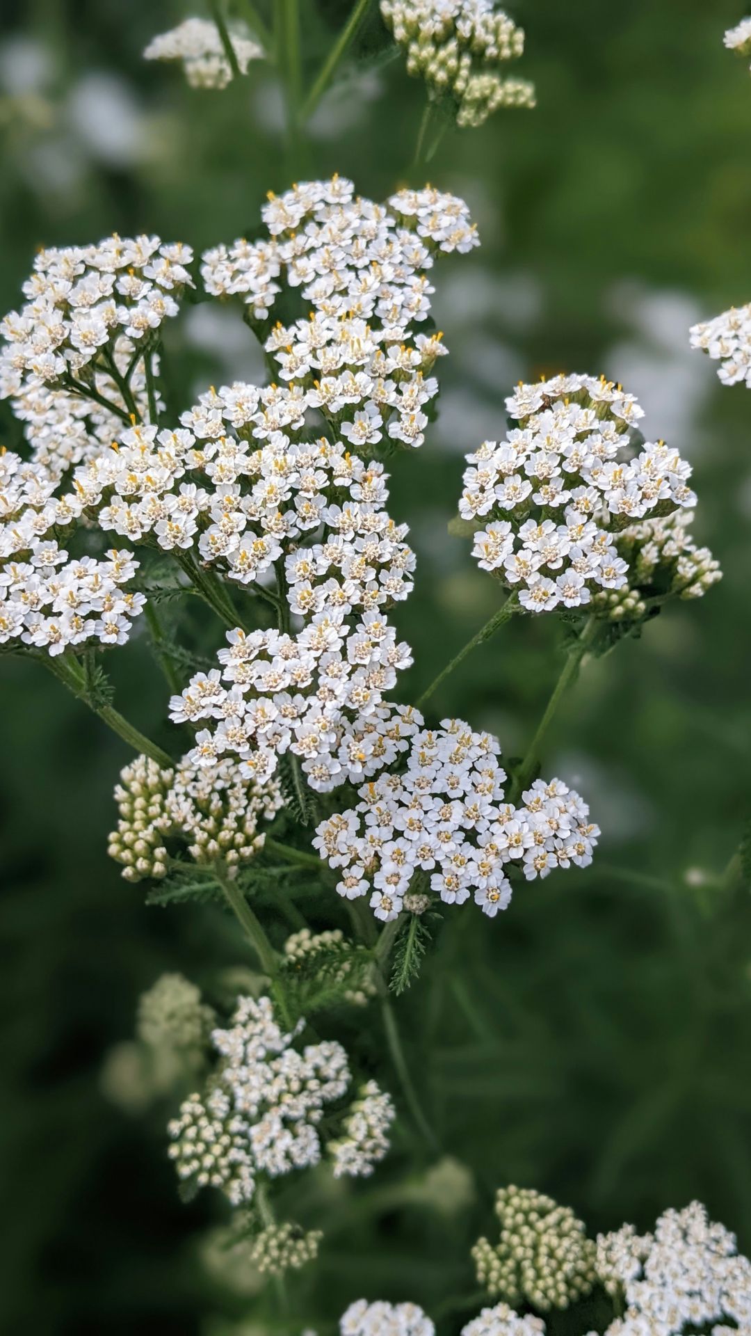 Les Mardis Plantes & Santé - Les Échappées Estivales®