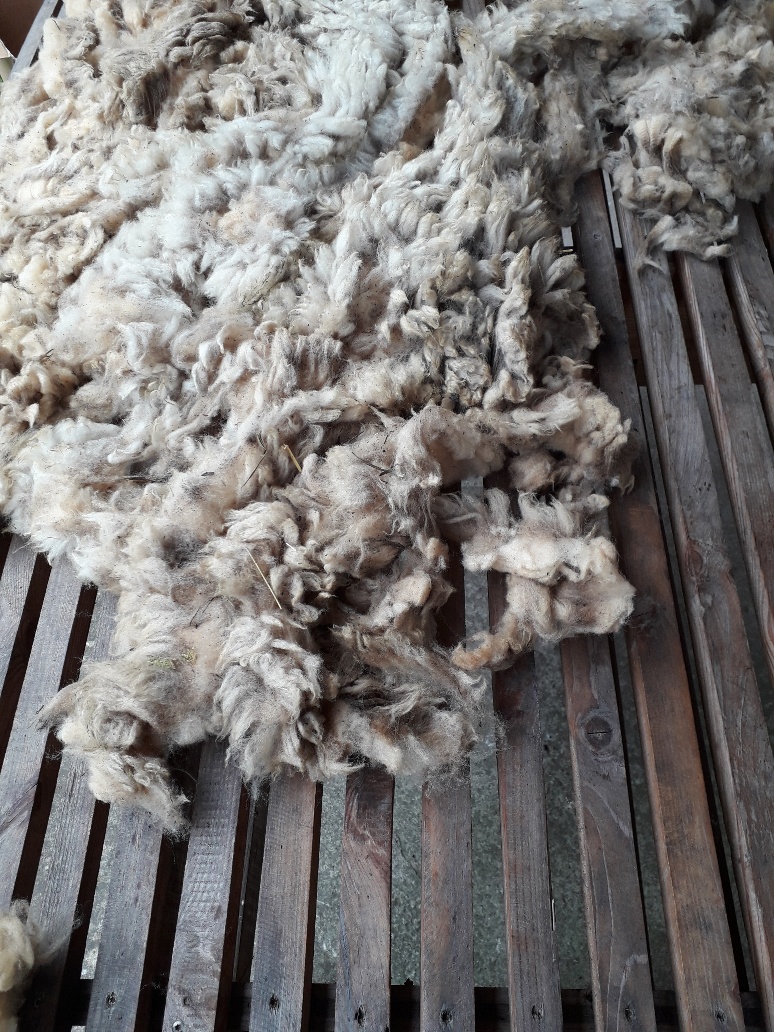 Sur les Chemins de la Laine - Lavage