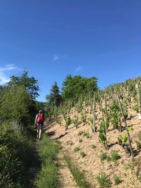 Rando Wine (Cave de Sarras)