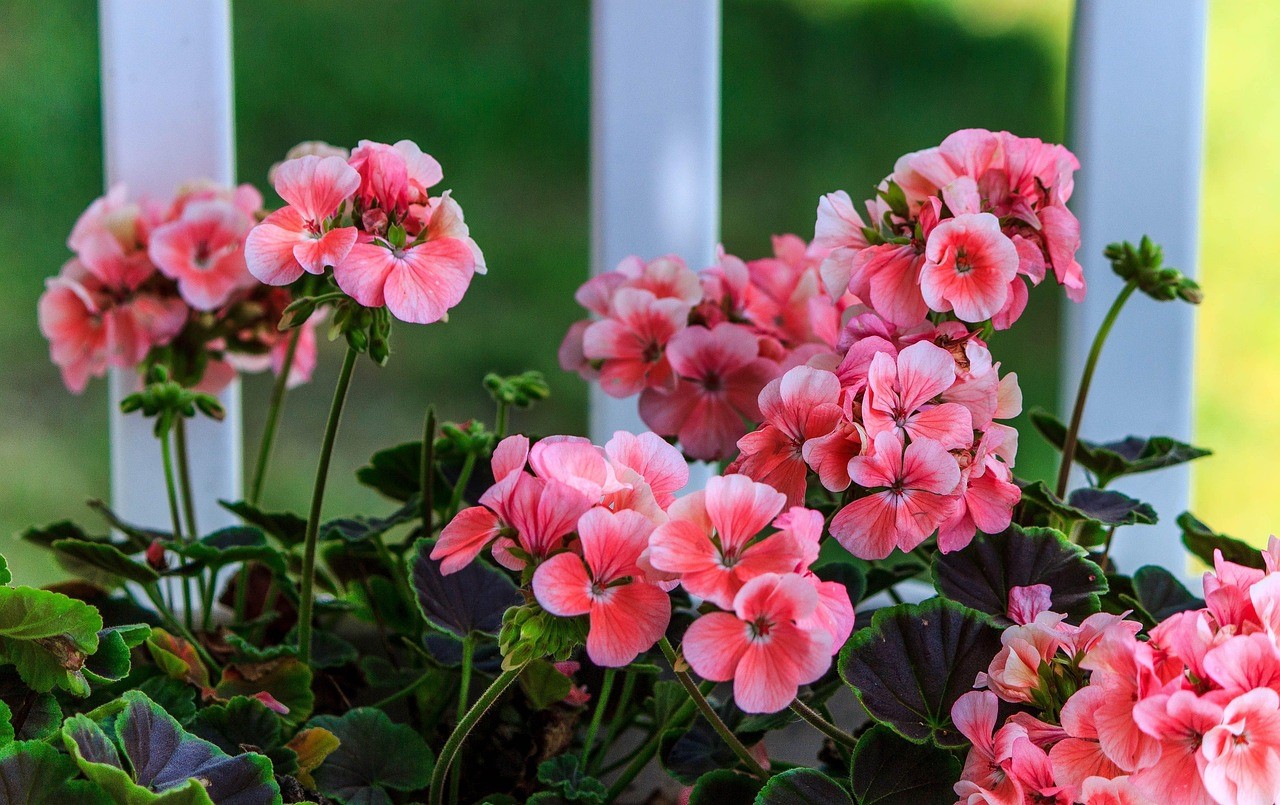 Marché aux fleurs et vente de pain