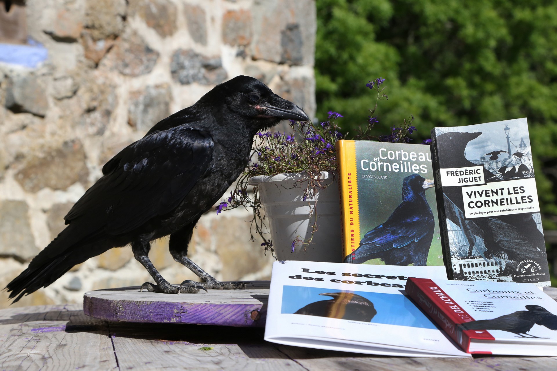 Conférence « le corbeau au sommet de l’intelligence et du comportement animal, pourquoi ? »