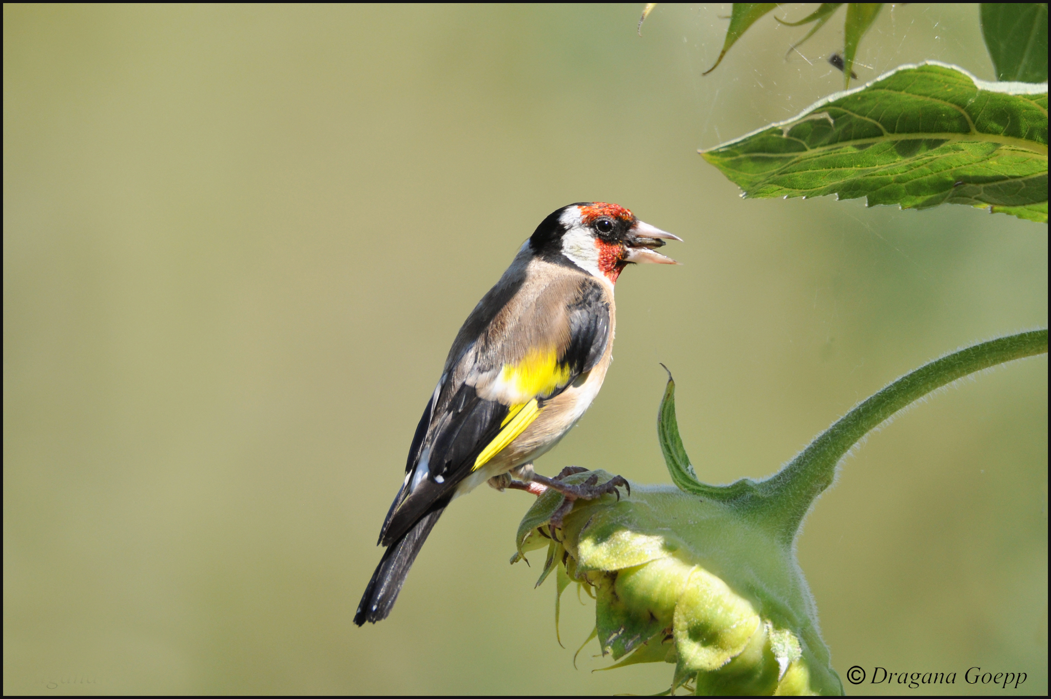 Balade découverte des oiseaux