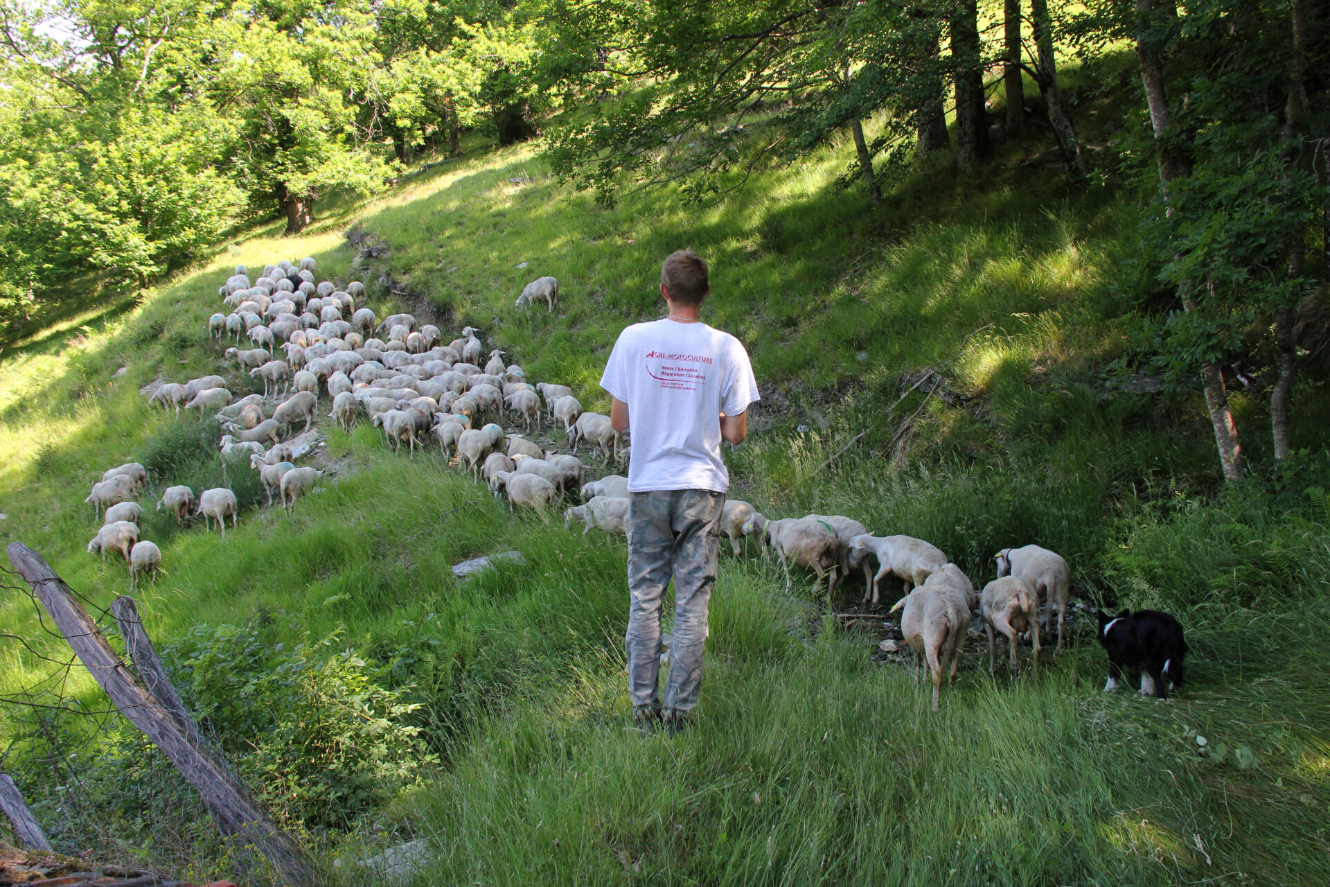 RDV biotrésors : Journée du pastoralisme sur le Tanargue