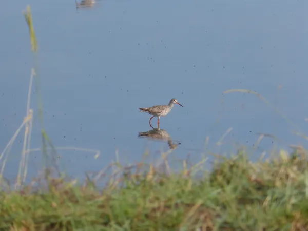 Visite de la réserve naturelle de Moëze-Oléron