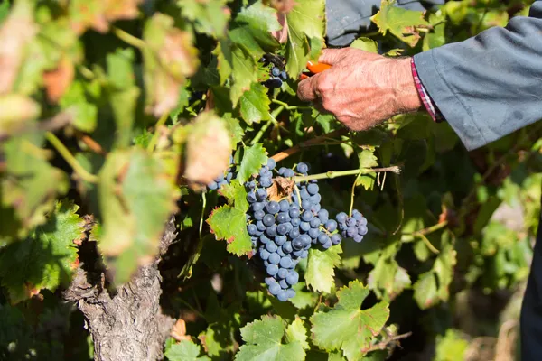 Petit marché primeur hebdomadaire