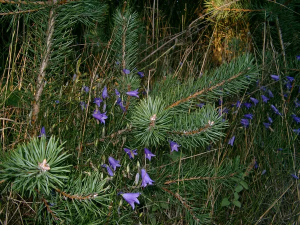 Balade commentée sur l’identification des arbres