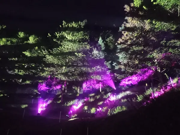 Spectacle son et lumière à l'Arboretum