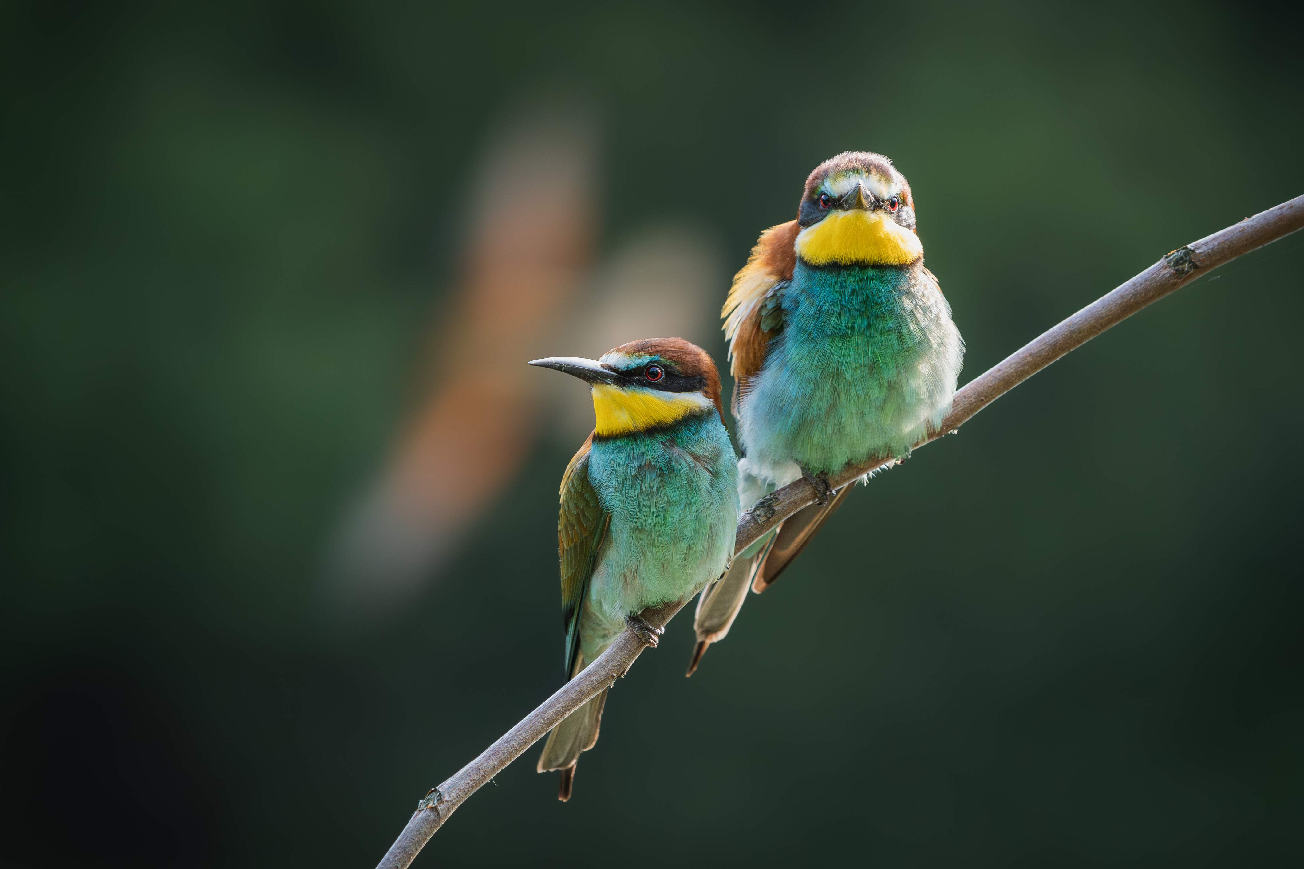 Balades accompagnées "Rencontre avec le monde confidentiel des oiseaux"