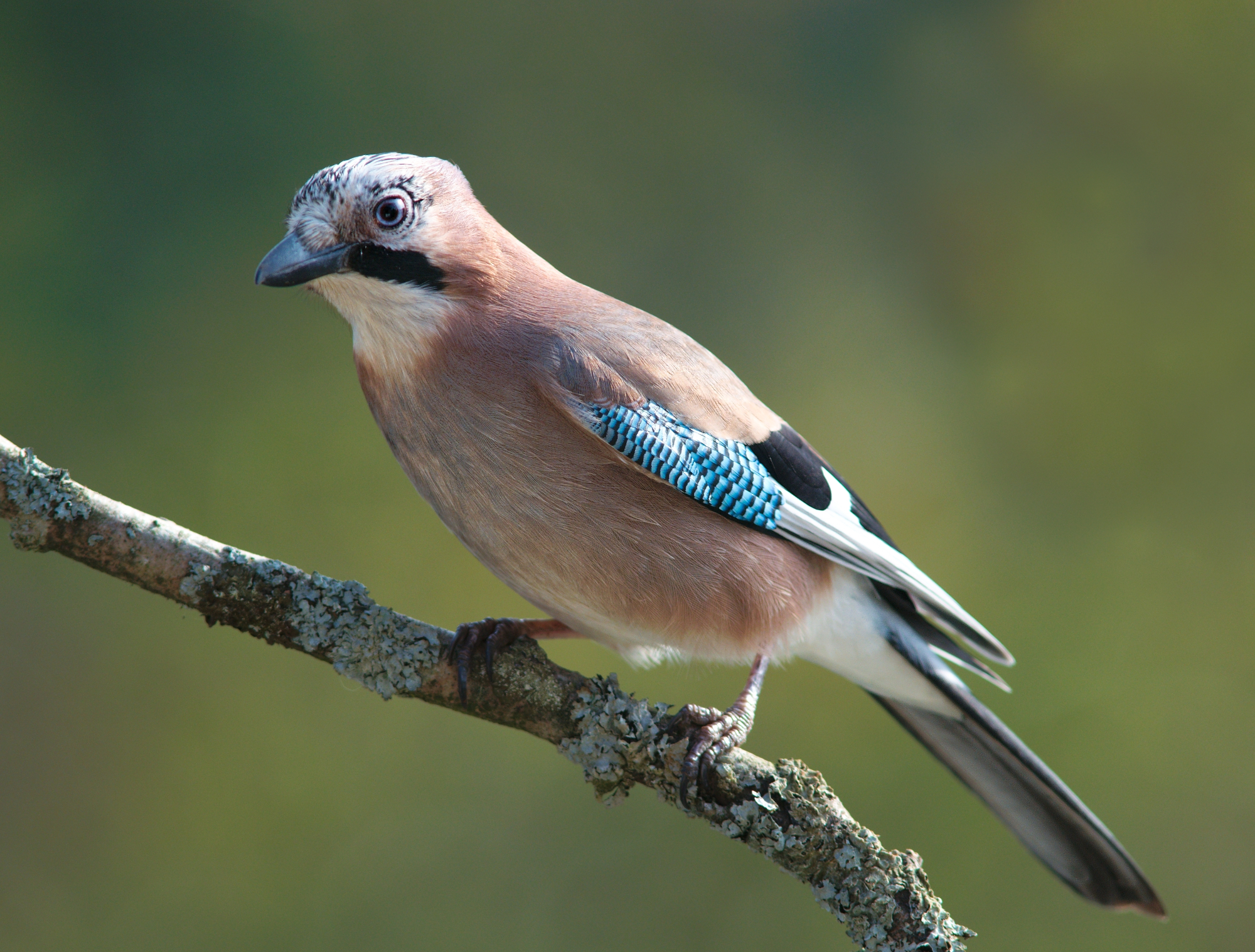 Animation Nature - Le grand voyage des oiseaux migrateurs