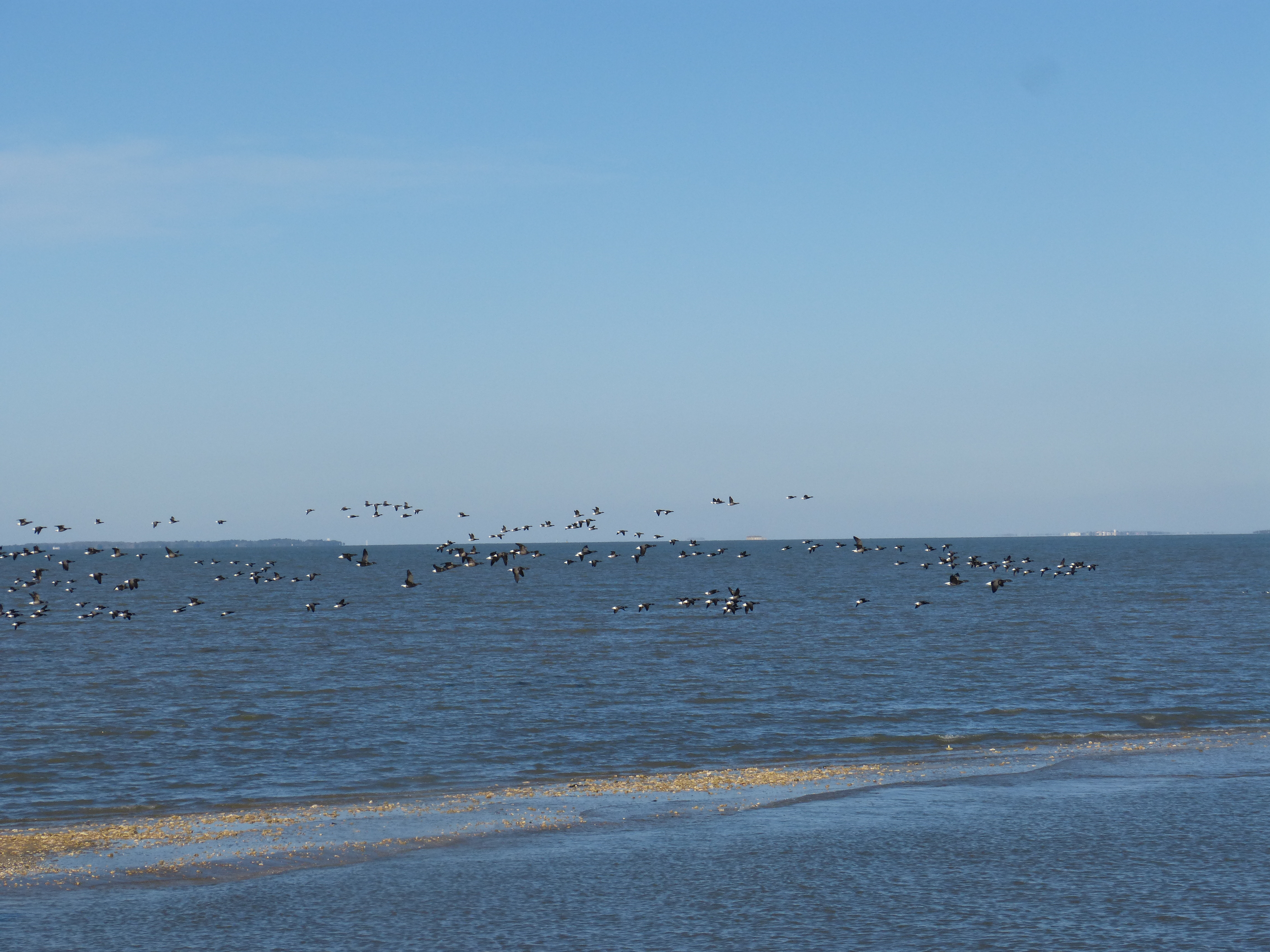 Les oiseaux côté Oléron, réserve naturelle de Moëze-Oléron, pointe des doux