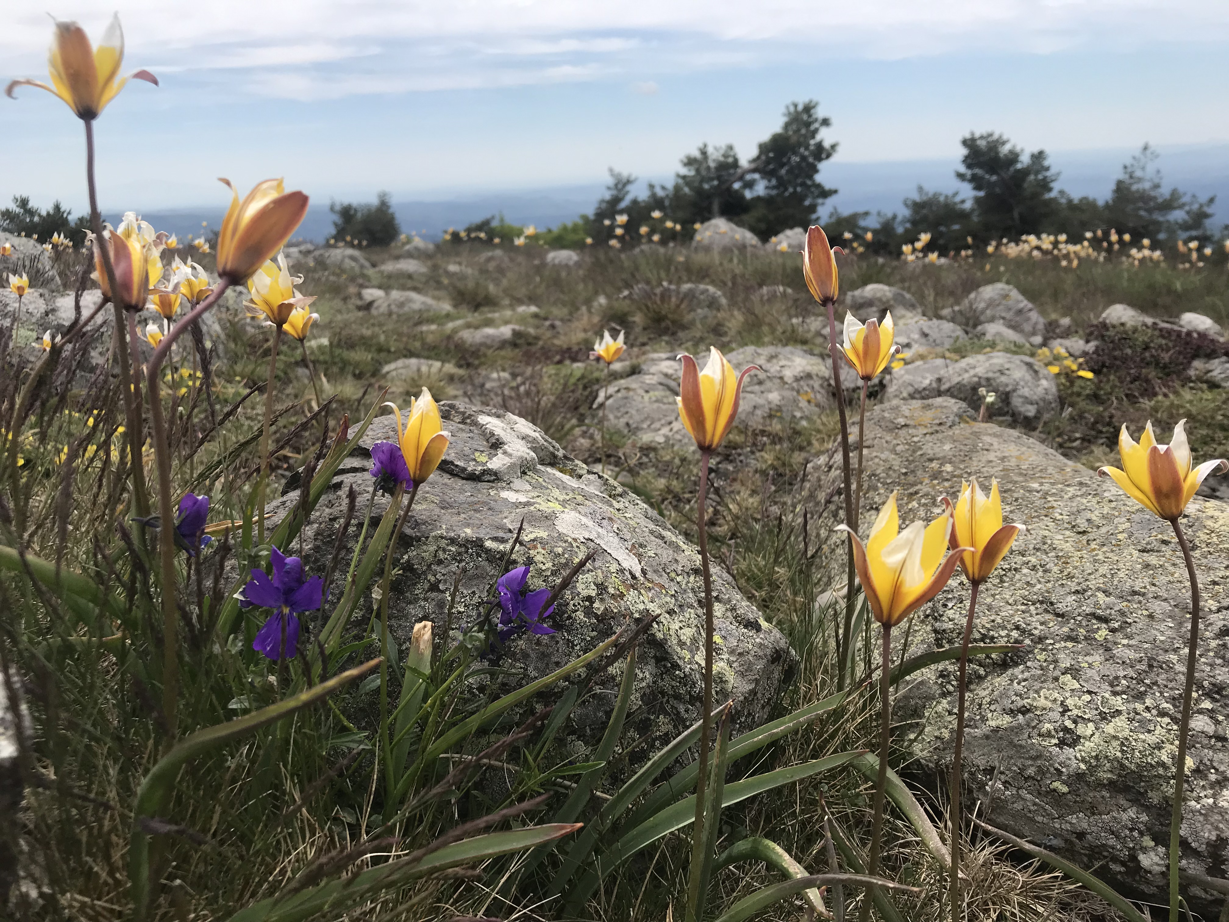 Balade Gourmande découverte des plantes de montagnes - Printemps de la Randonnée