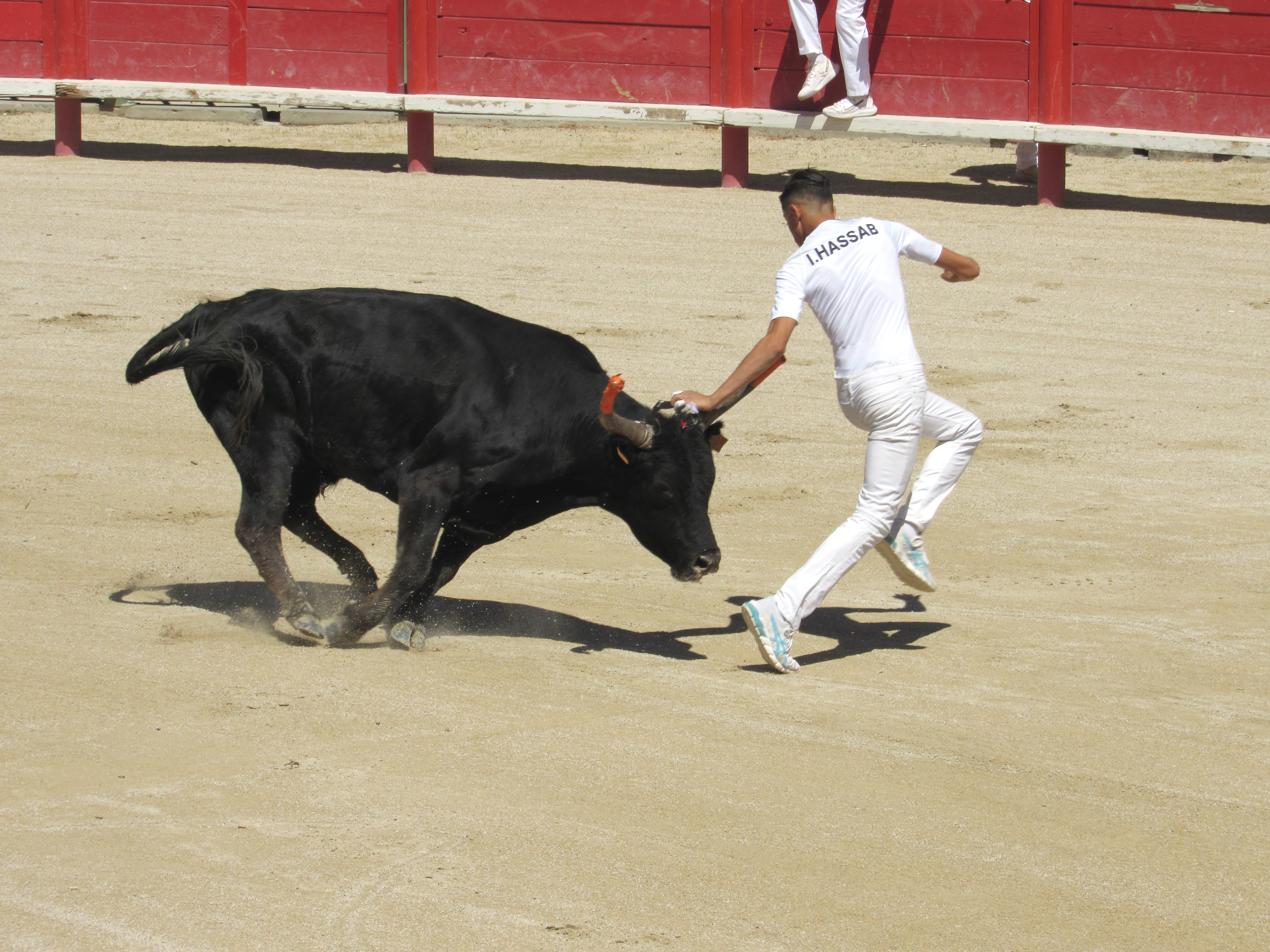 Course camarguaise du Club Taurin la Balestilla