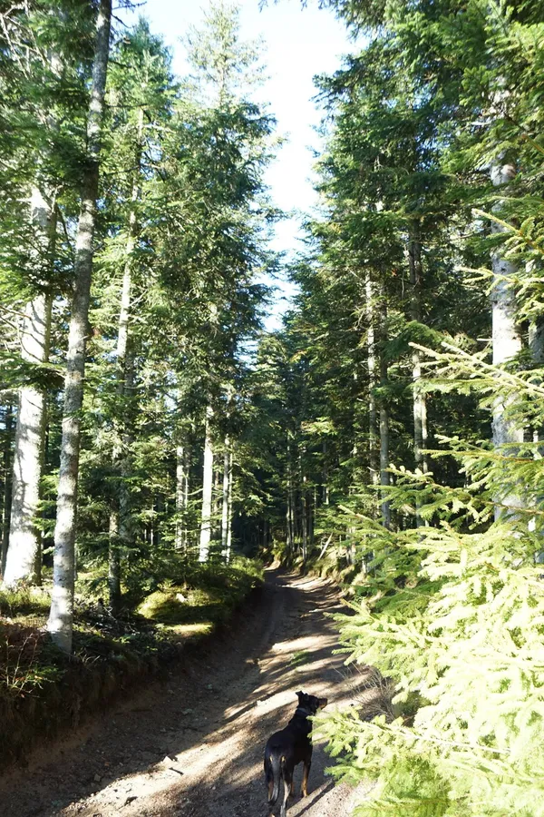 journée de la forêt #5