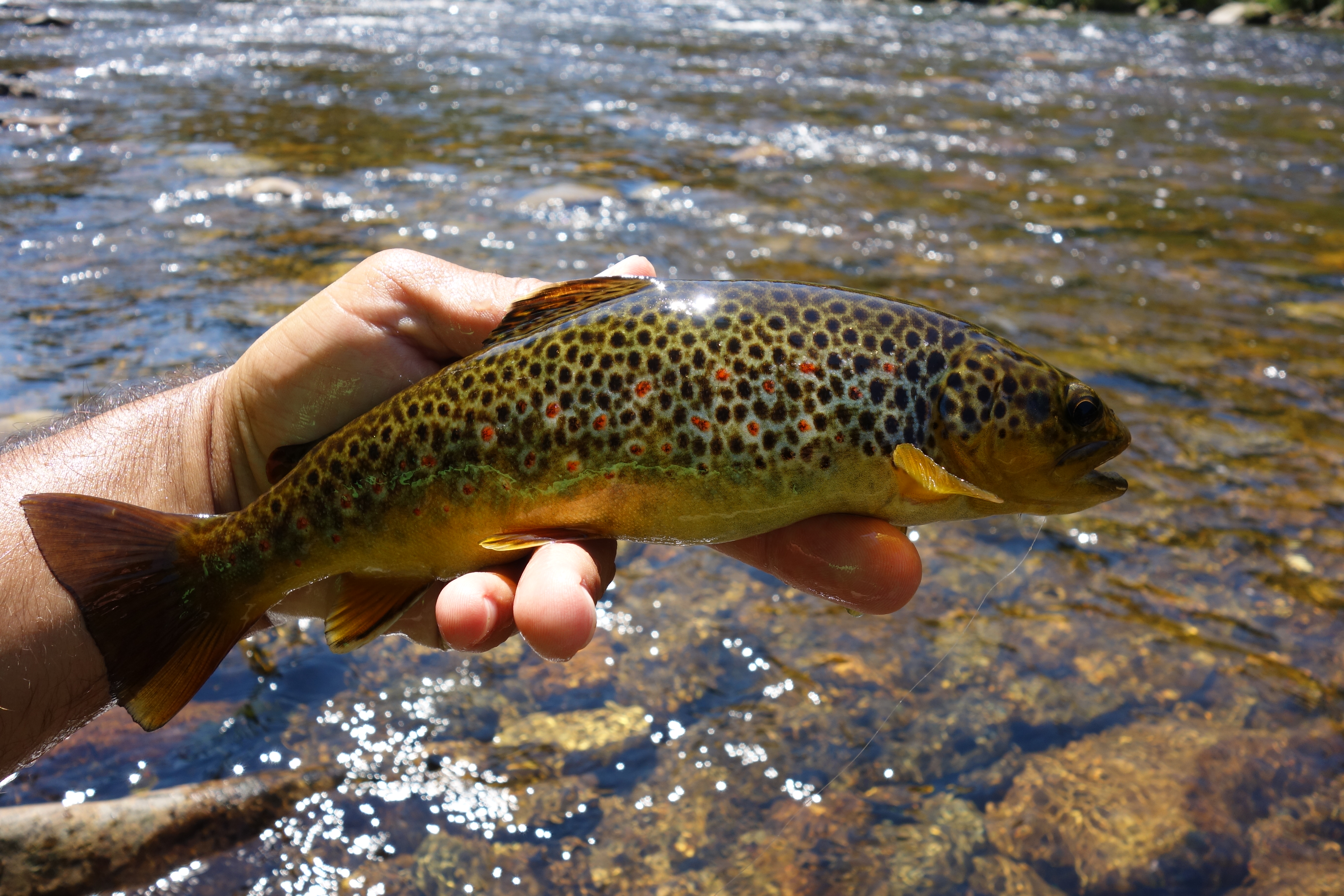 Biologie des poissons du Lignon