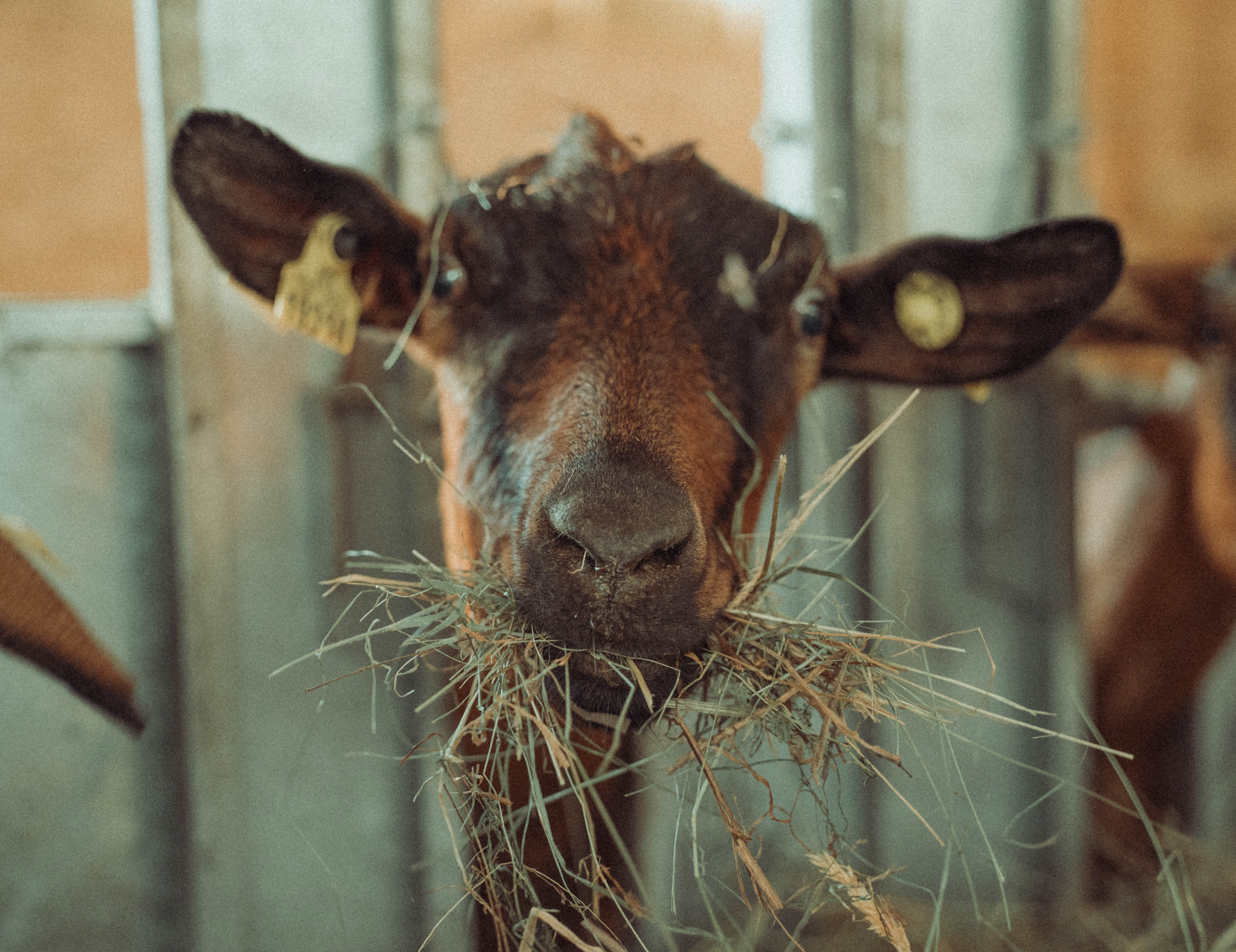 Visite de la Ferme de l'Oppidum - De Ferme en Ferme